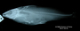 Pimelodella eigenmanni FMNH 3400 holo lat x